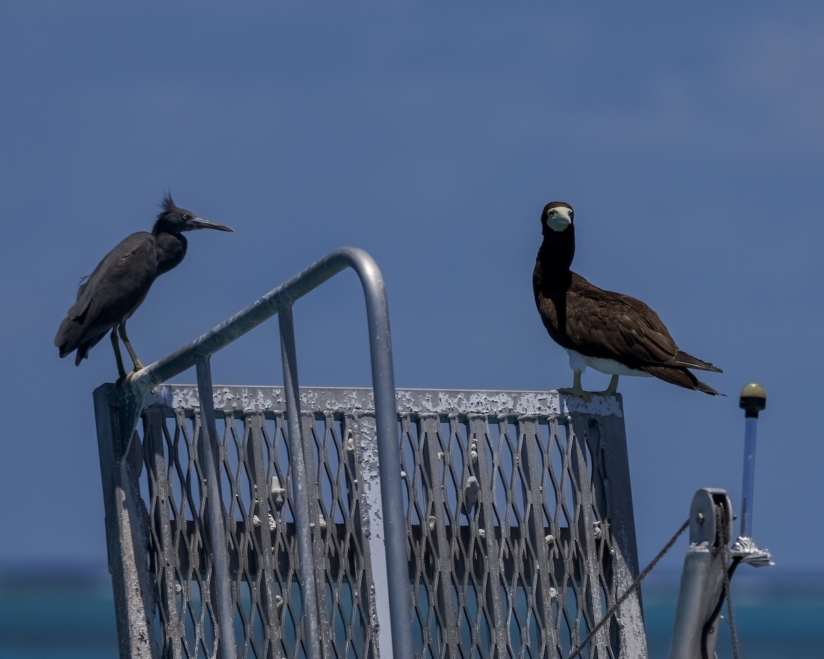 カツオドリ - ML646571794