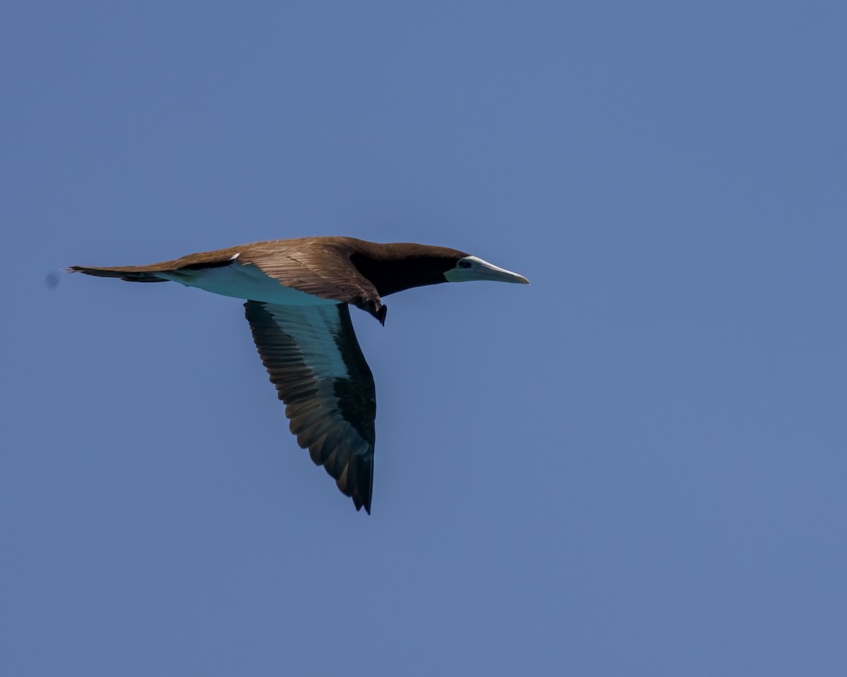 カツオドリ - ML646571795