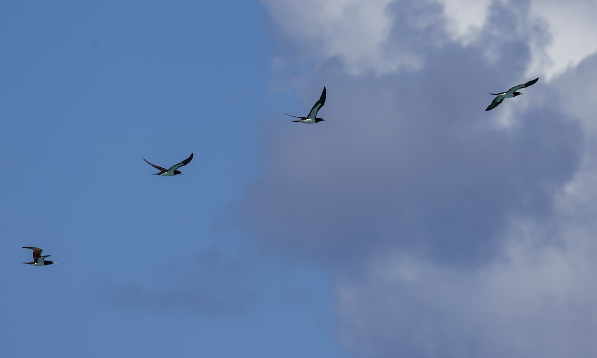 カツオドリ - ML646571796