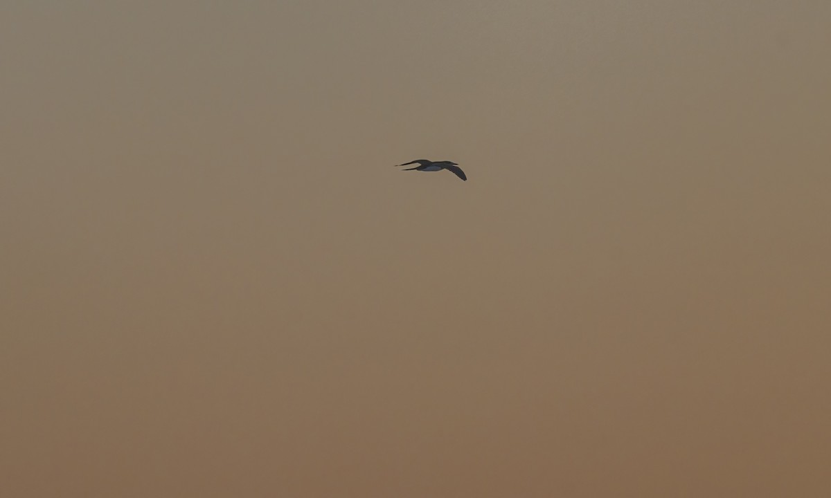 カツオドリ - ML646571798