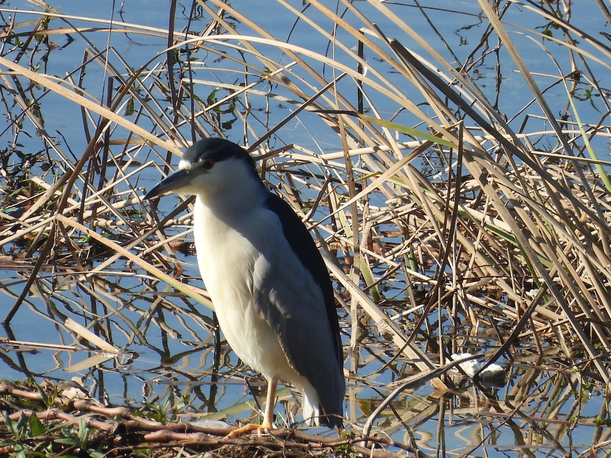 ゴイサギ - ML646571799