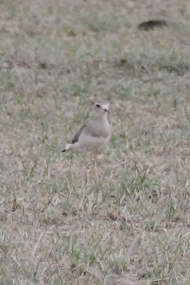 オオチドリ - ML646571800