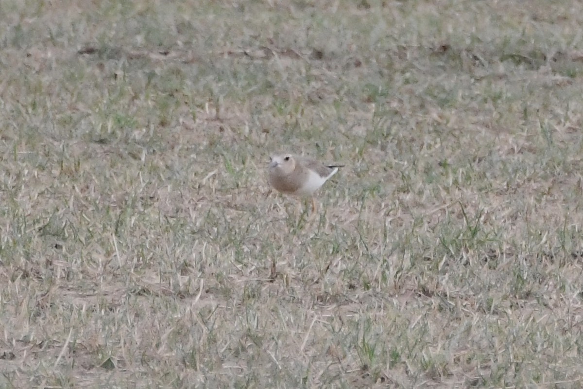 オオチドリ - ML646571801