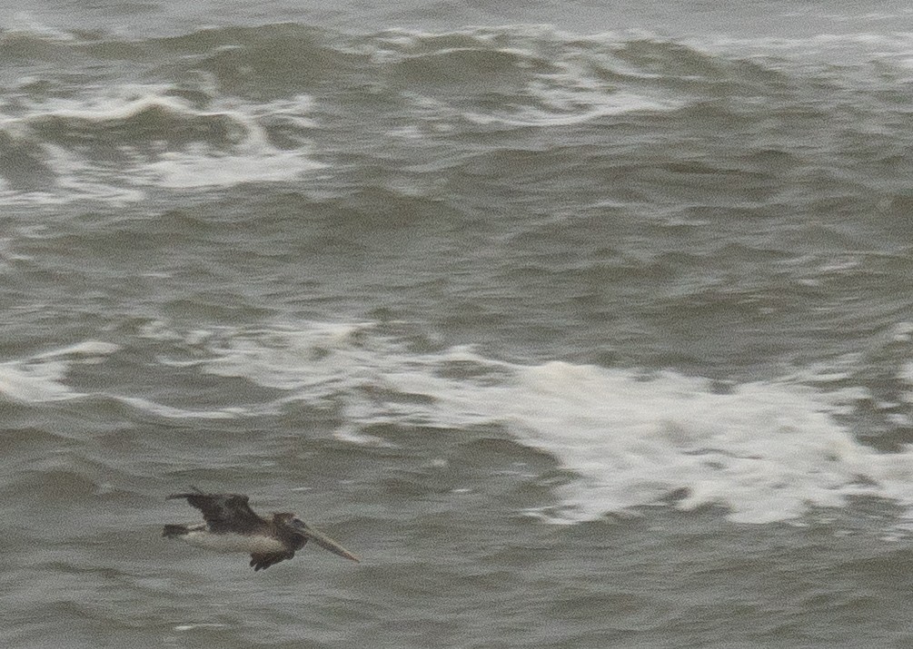 カッショクペリカン - ML646571802