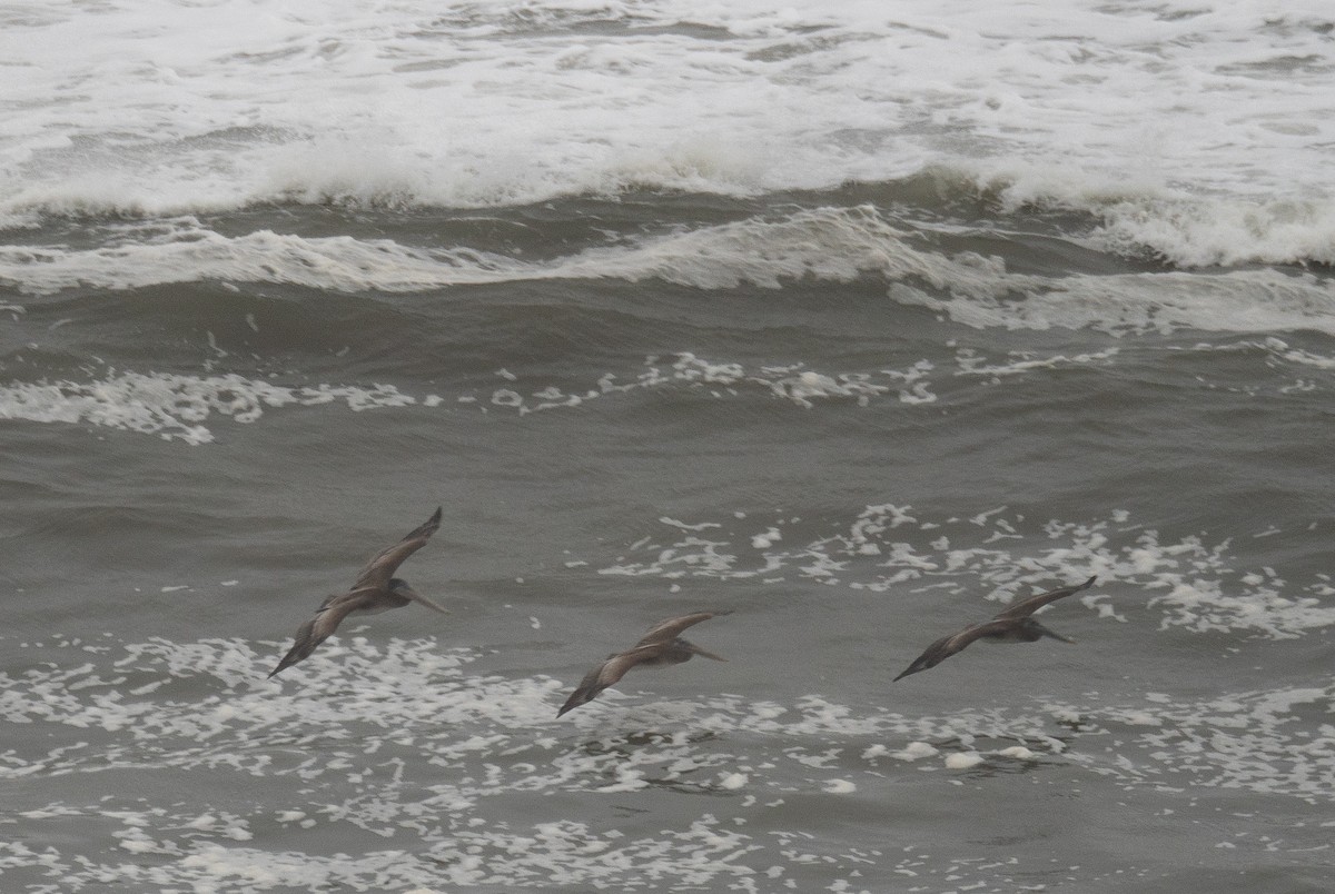 カッショクペリカン - ML646571803