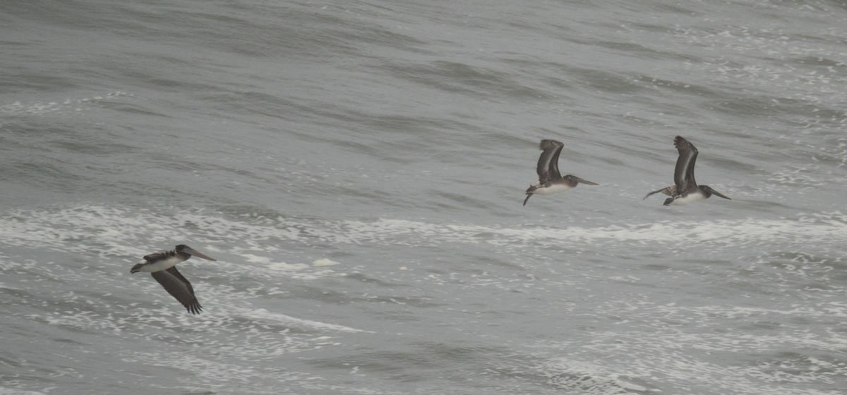 カッショクペリカン - ML646571804