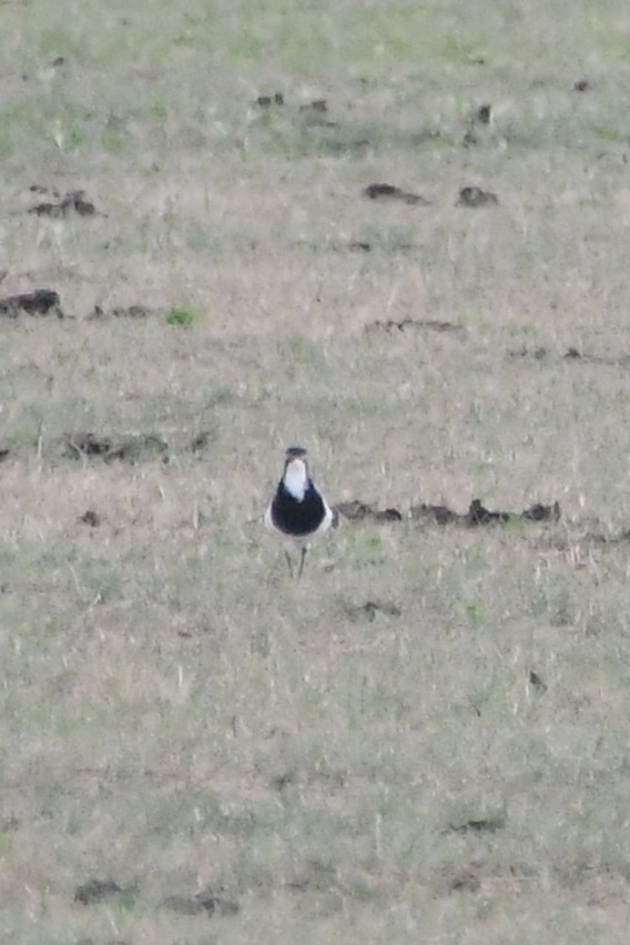 Banded Lapwing - ML646571810