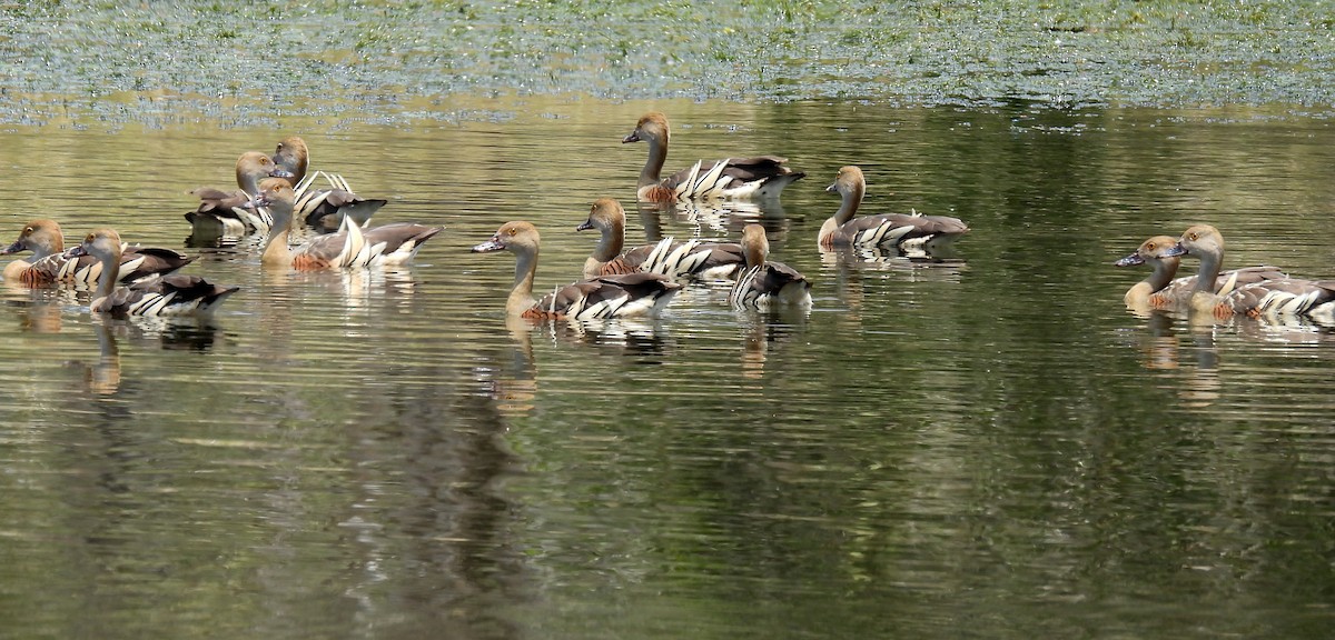 Etekli Islıkçı Ördek - ML646571811