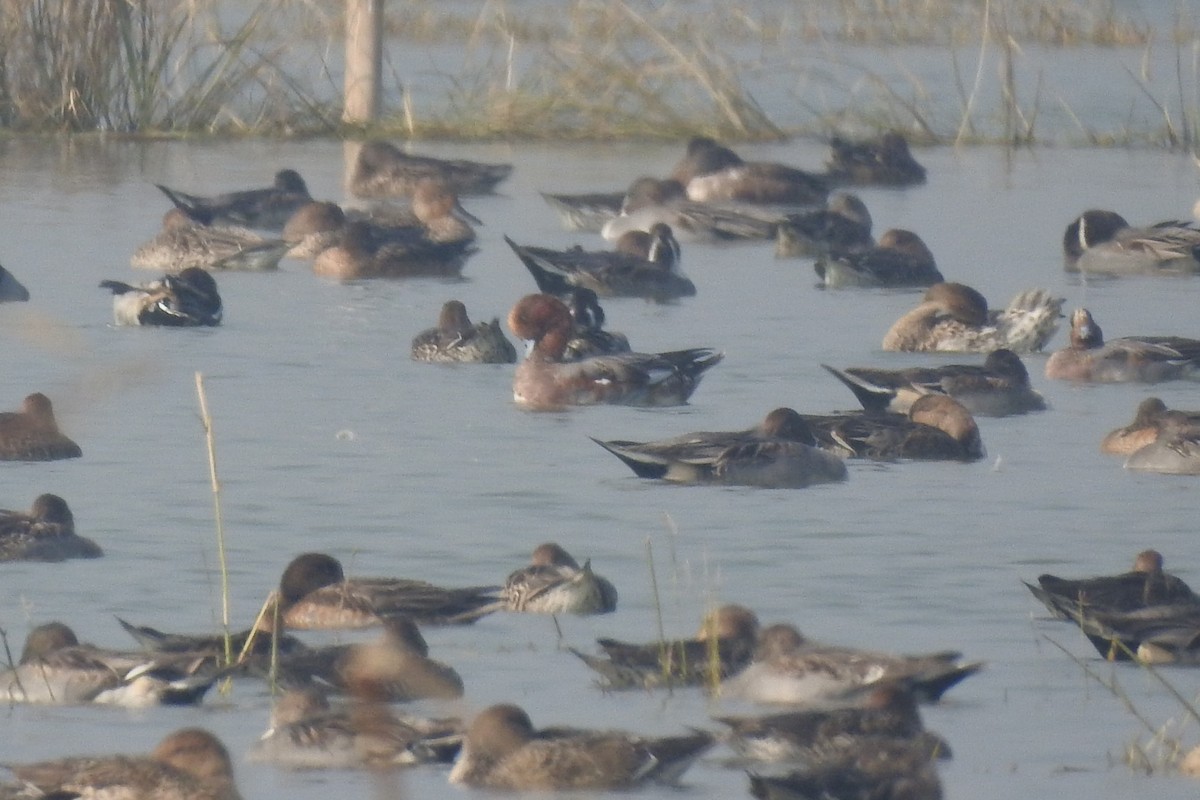 Eurasian Wigeon - ML646571812