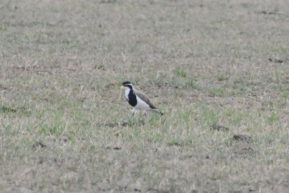 Banded Lapwing - ML646571814
