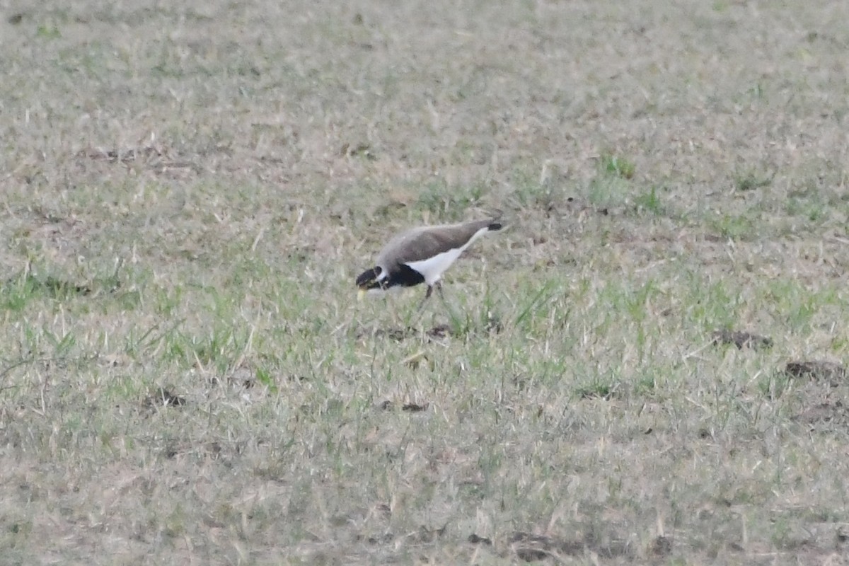 Banded Lapwing - ML646571817