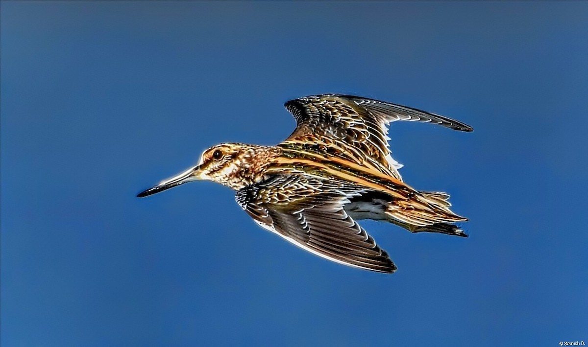 Jack Snipe - ML646571818