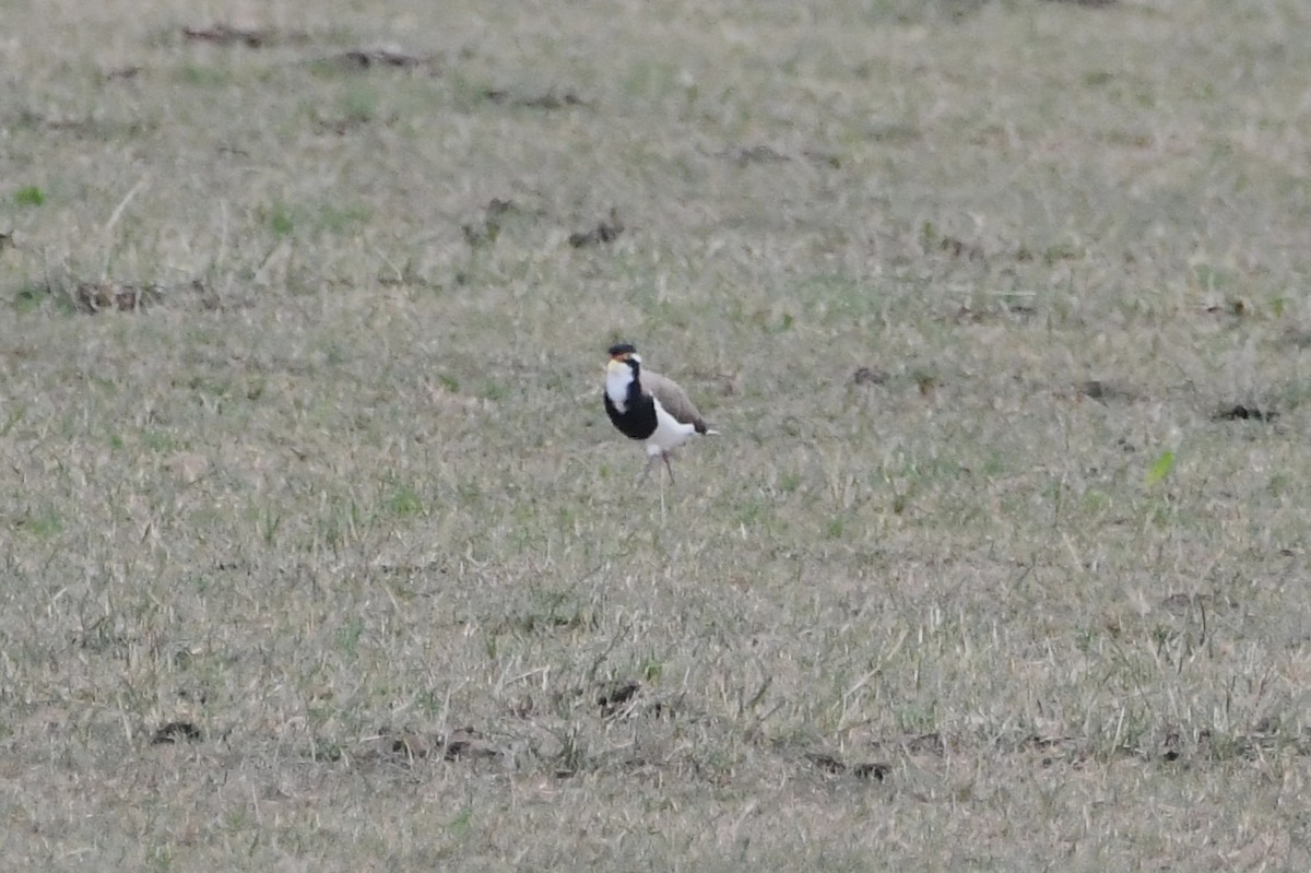 Banded Lapwing - ML646571819
