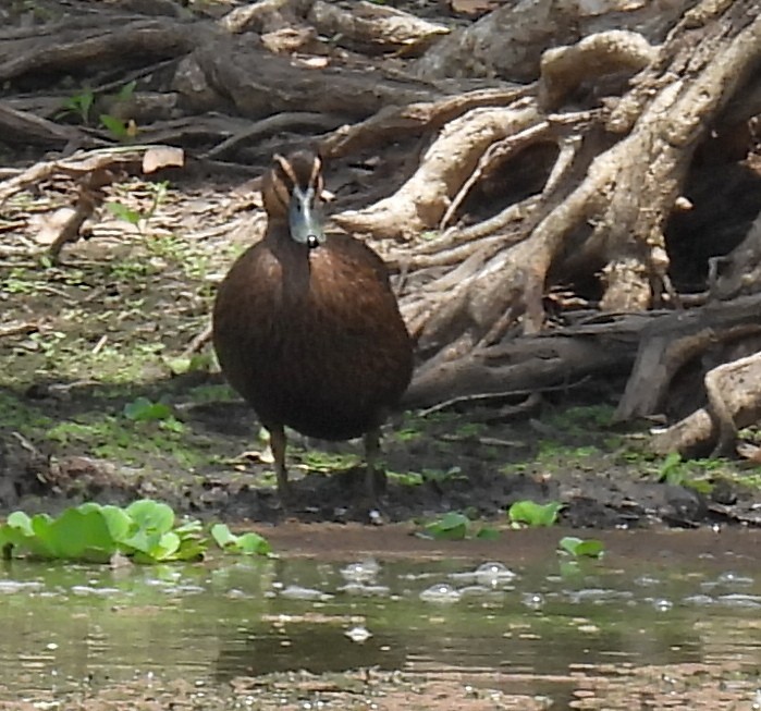 Pasifik Kara Ördeği - ML646571825