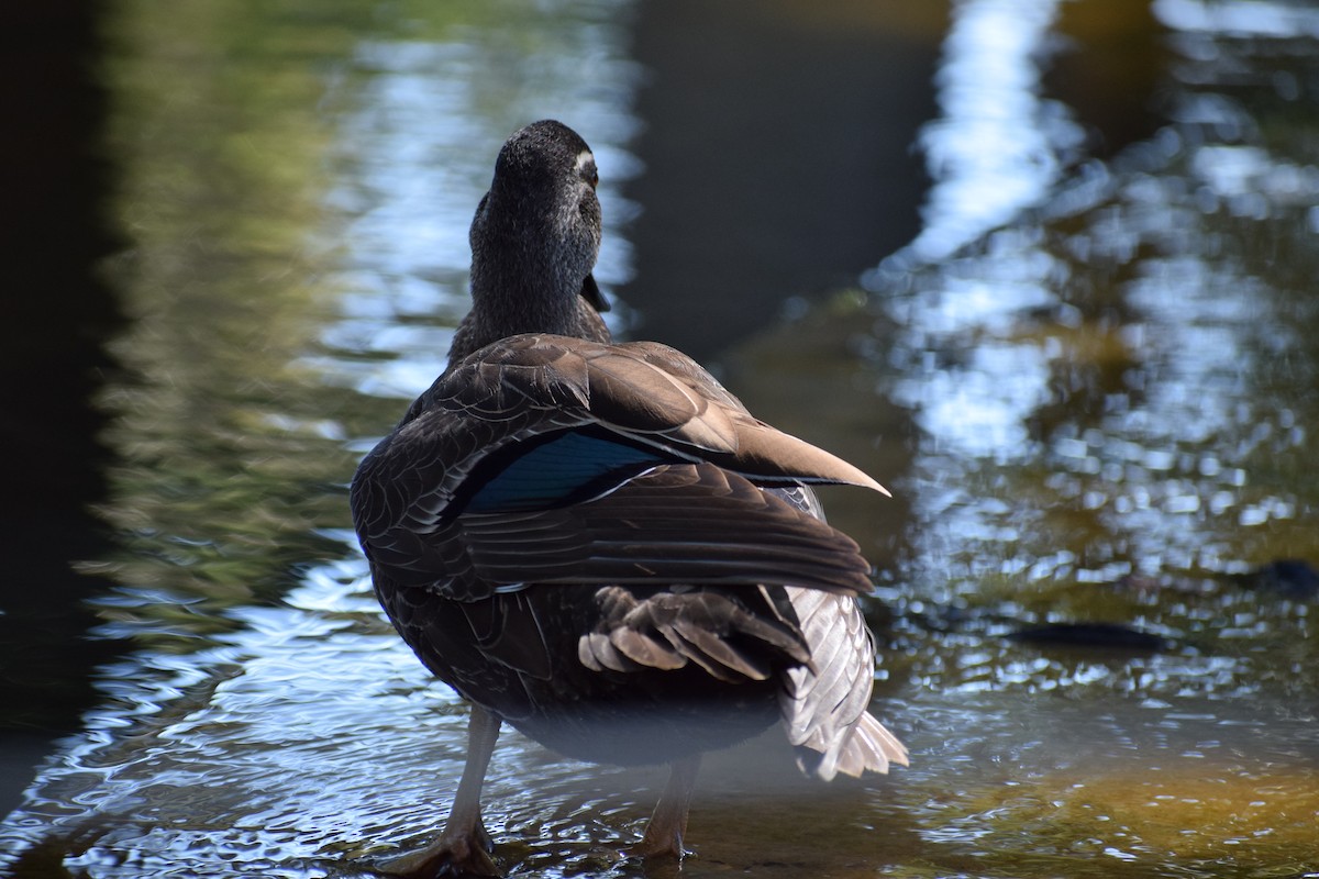 Pacific Black Duck - ML646571850