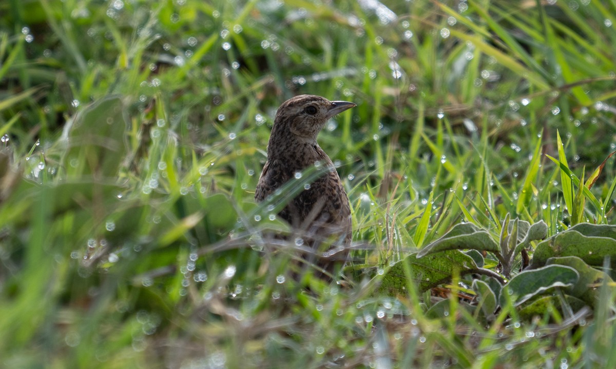Flappet Lark - ML646571855