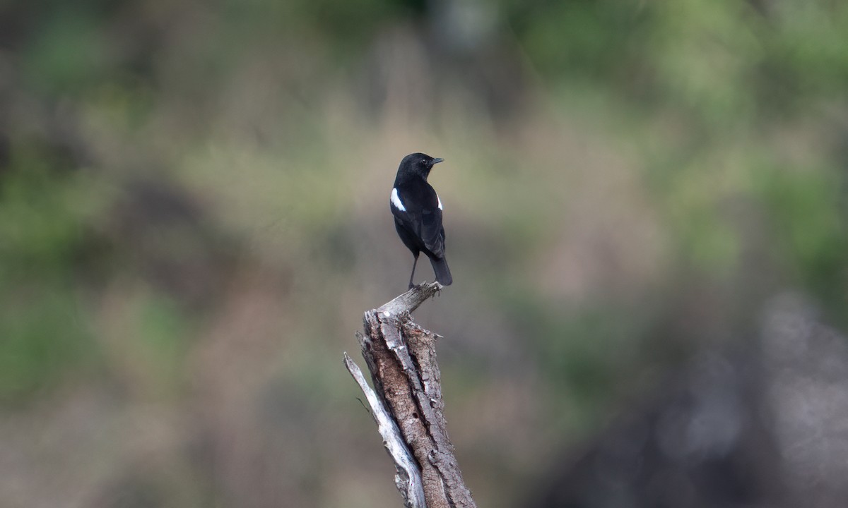 Sooty Chat - ML646571862