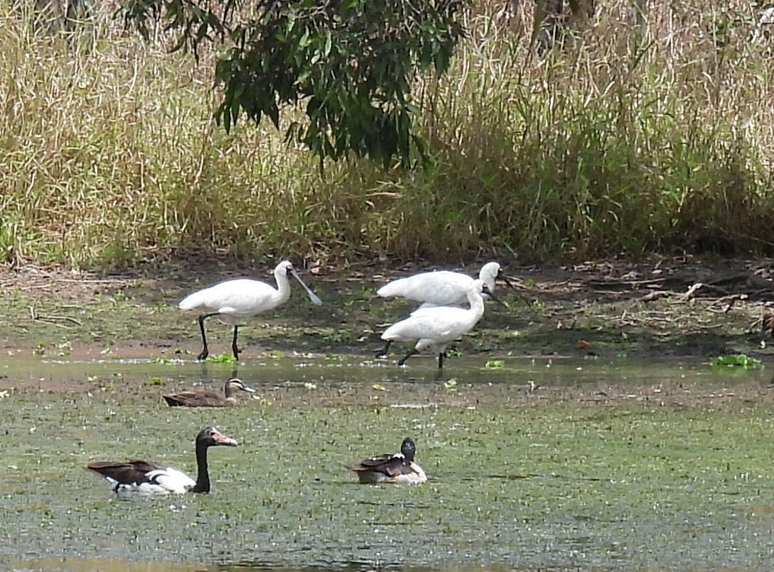 Royal Spoonbill - ML646571863