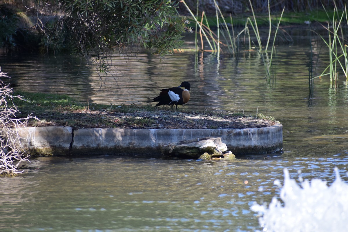 Australian Shelduck - ML646571867