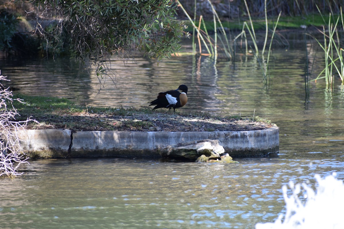 Australian Shelduck - ML646571868