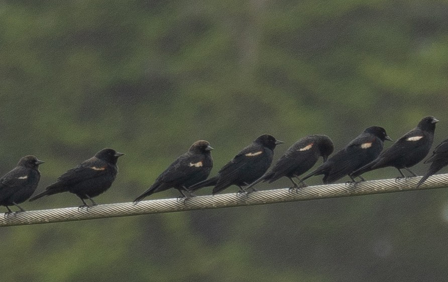 Tricolored Blackbird - ML646571869