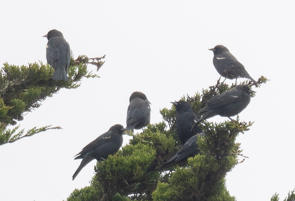 Tricolored Blackbird - ML646571870