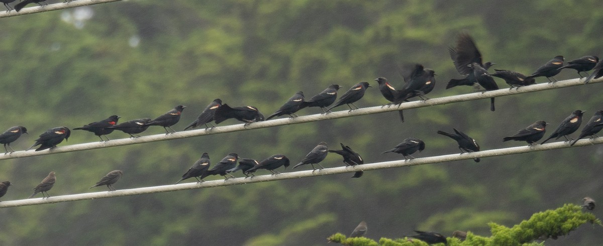 Tricolored Blackbird - ML646571871