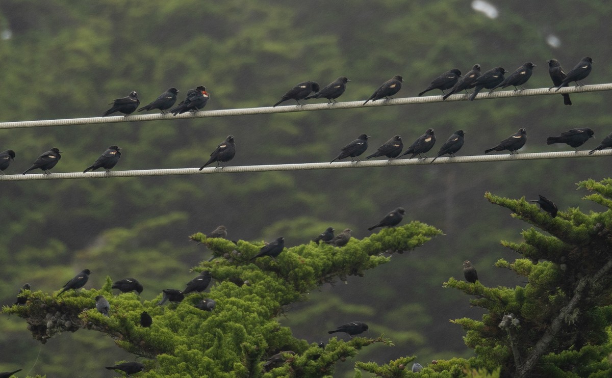 Tricolored Blackbird - ML646571872