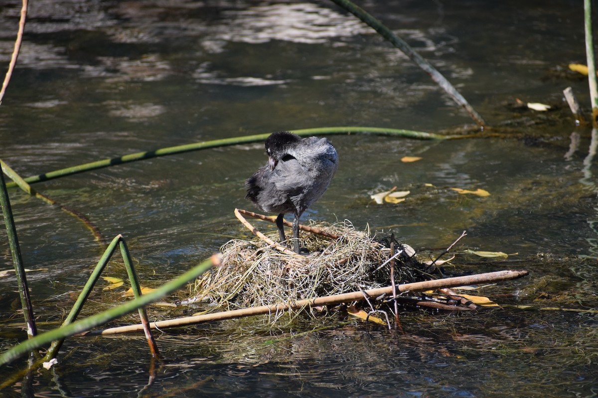 Eurasian Coot - ML646571875