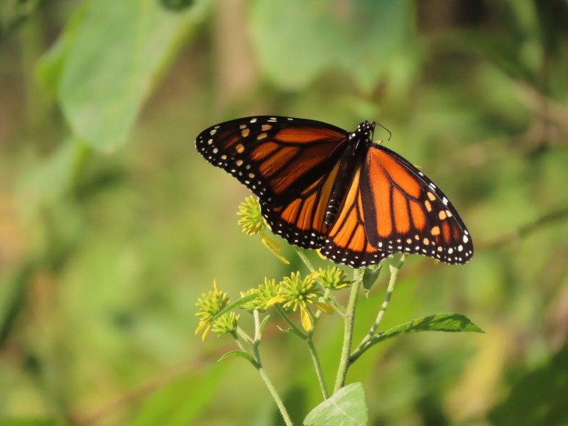 בעלי חיים - ML646571876