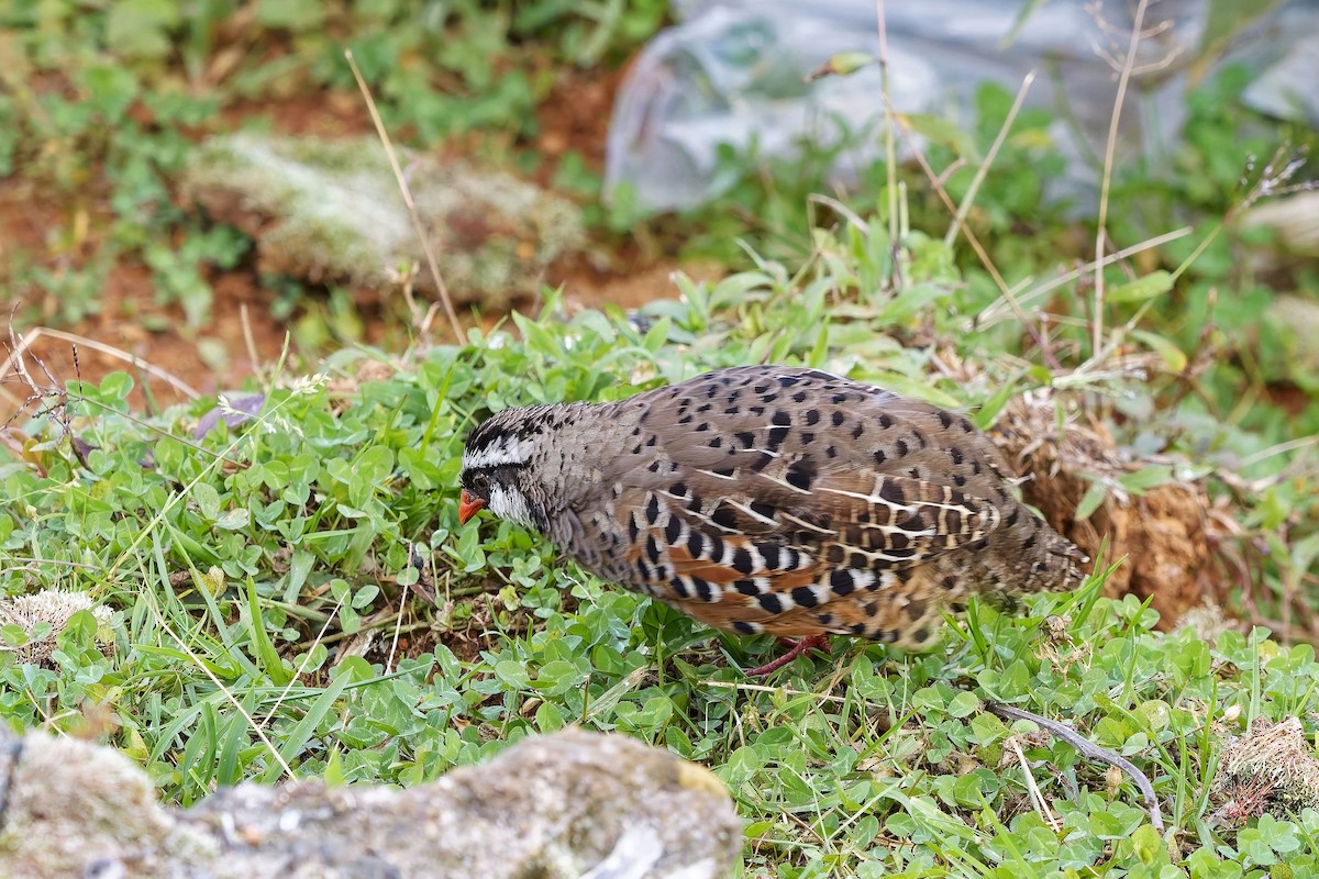 Painted Bush-Quail - ML646571877