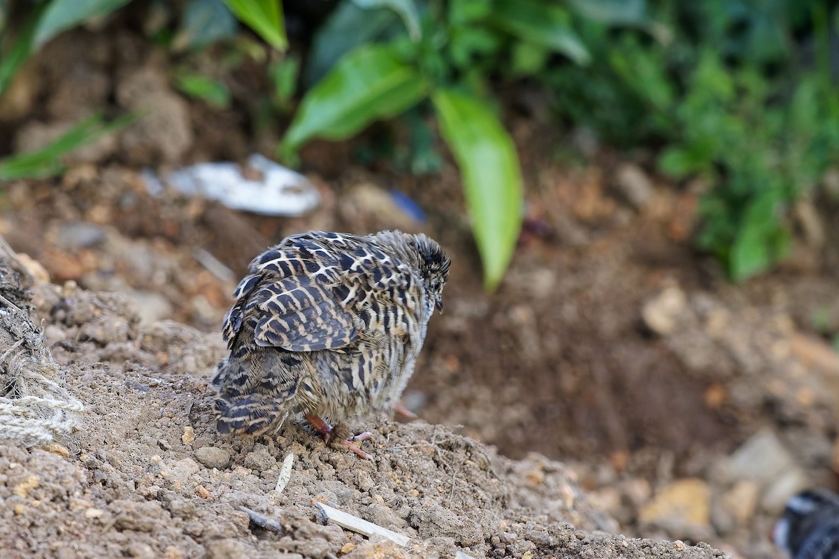 Painted Bush-Quail - ML646571878