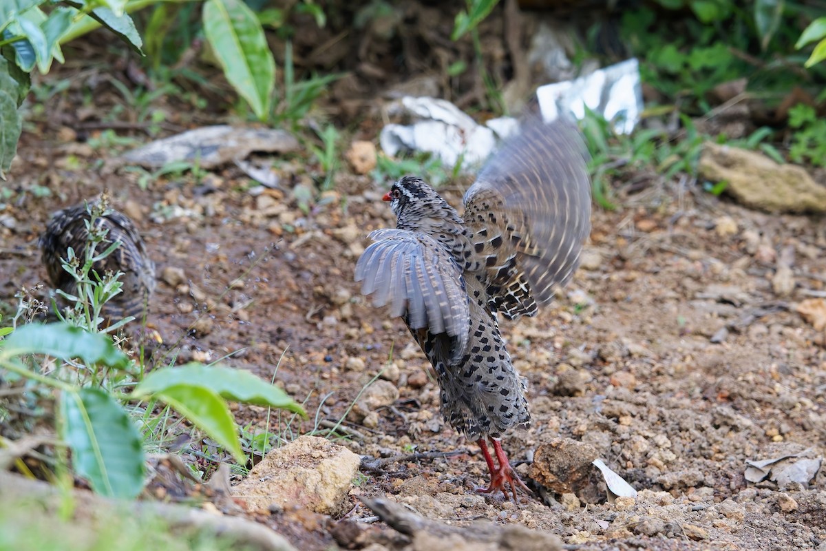 Painted Bush-Quail - ML646571879