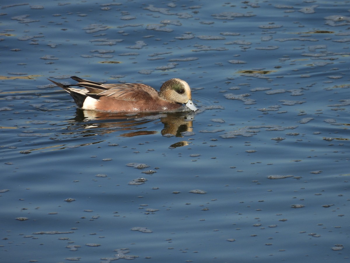 Ahate txistulari amerikarra - ML646571881