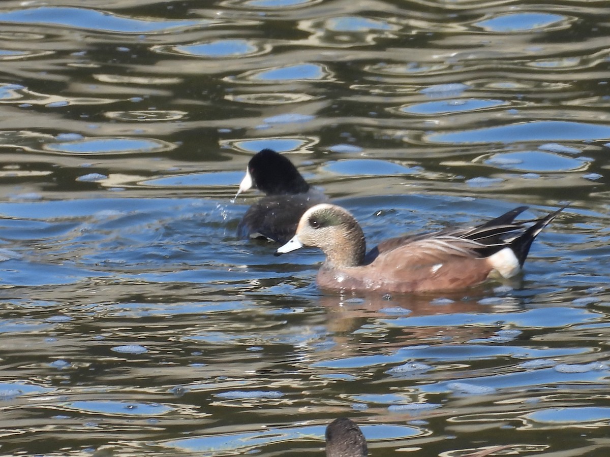 Ahate txistulari amerikarra - ML646571882