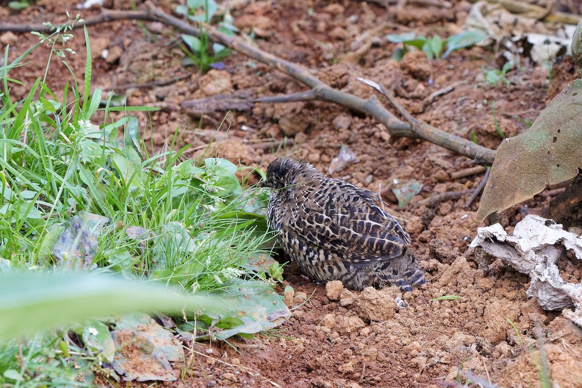 Painted Bush-Quail - ML646571883