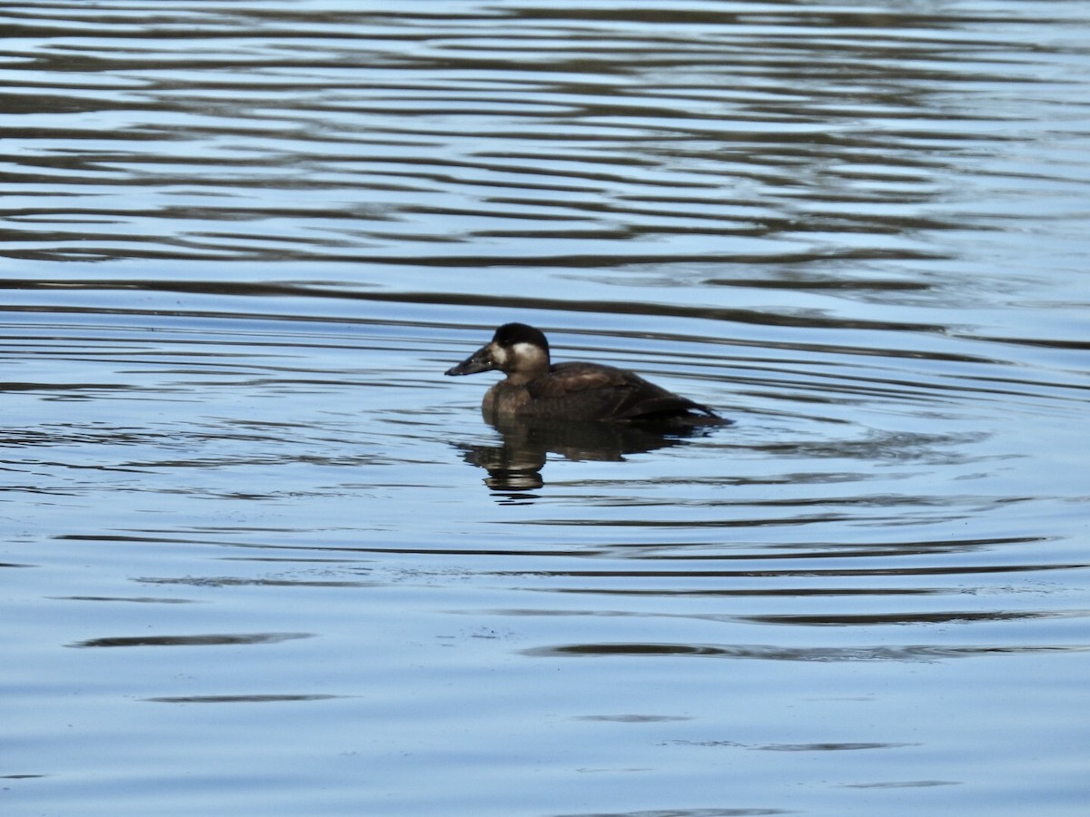 Surf Scoter - ML646571884