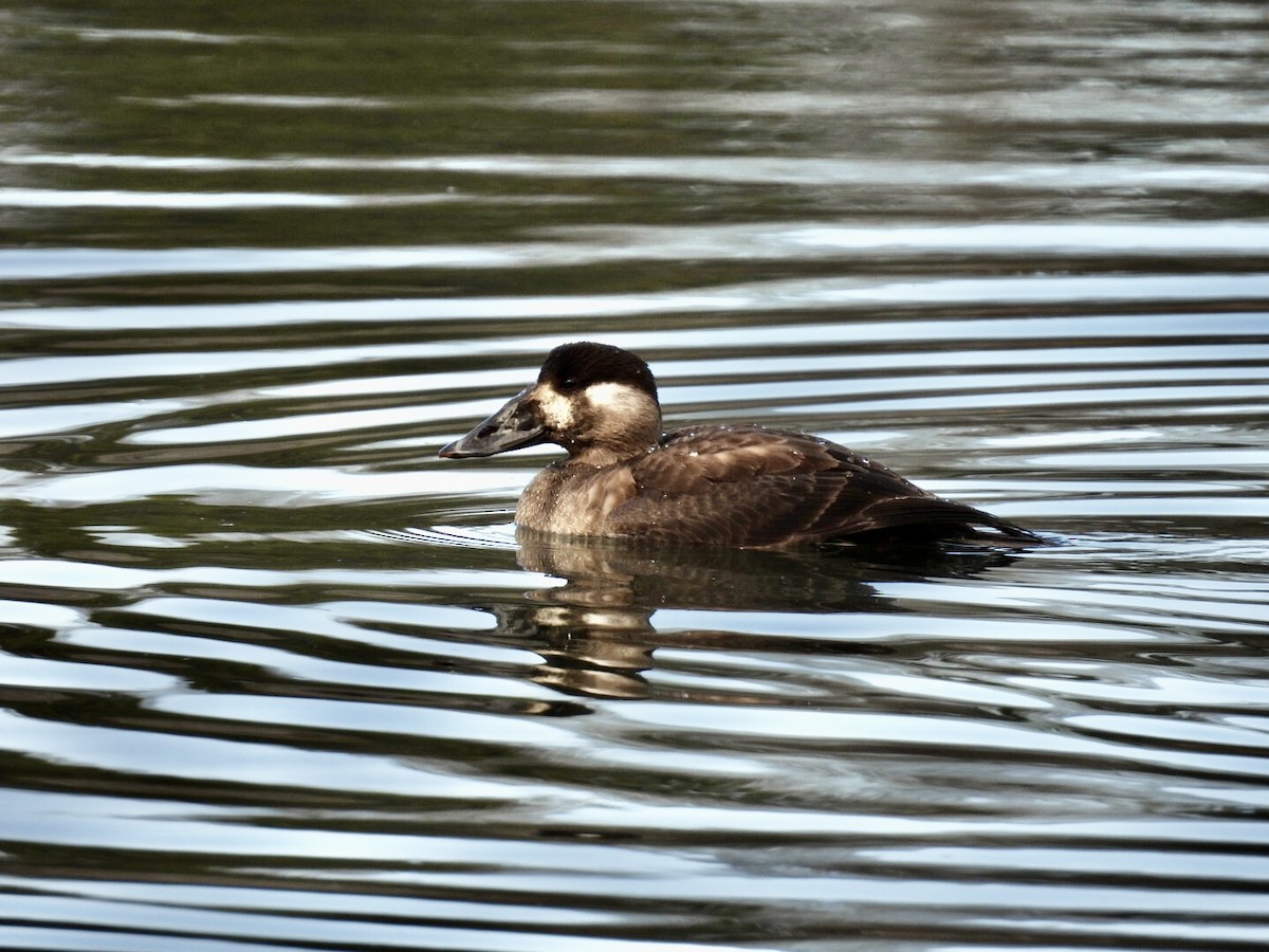 Surf Scoter - ML646571885