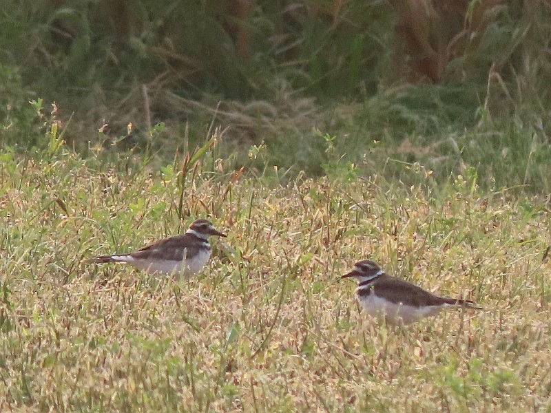 Kildir txirritxoa - ML646571886