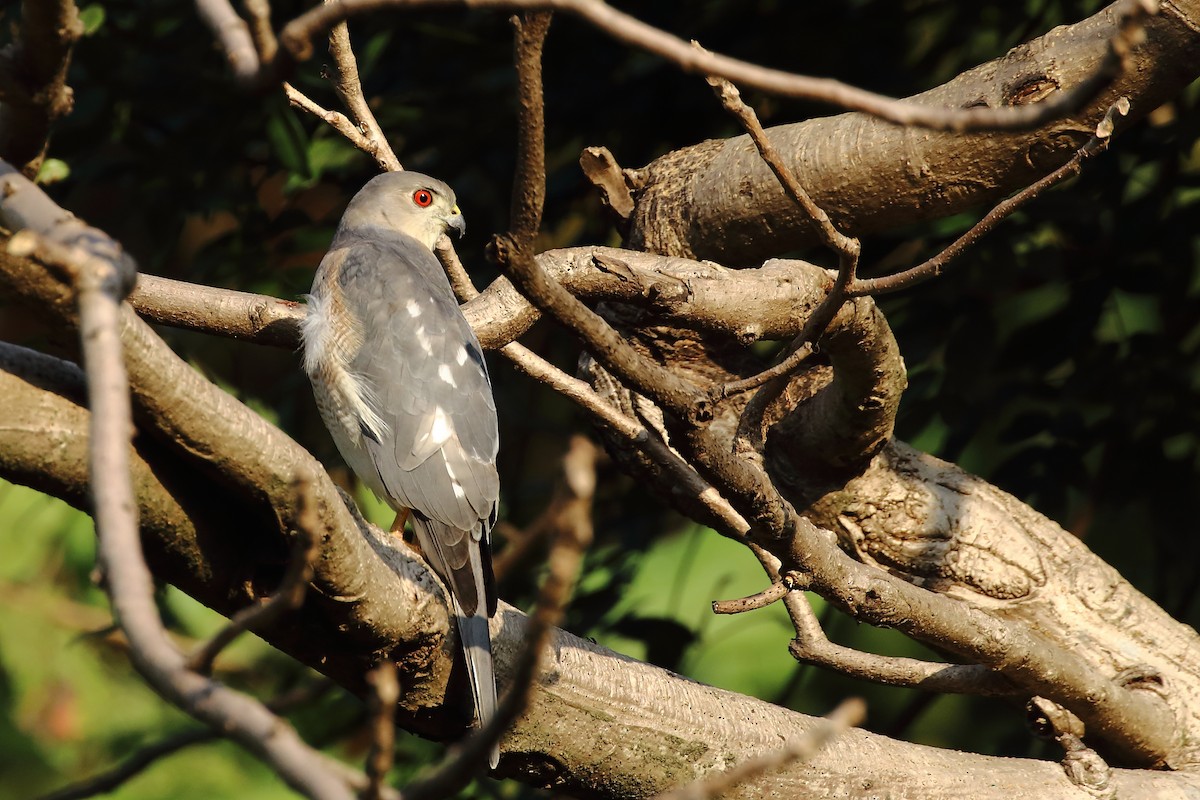 Shikra gabiraia - ML646571887