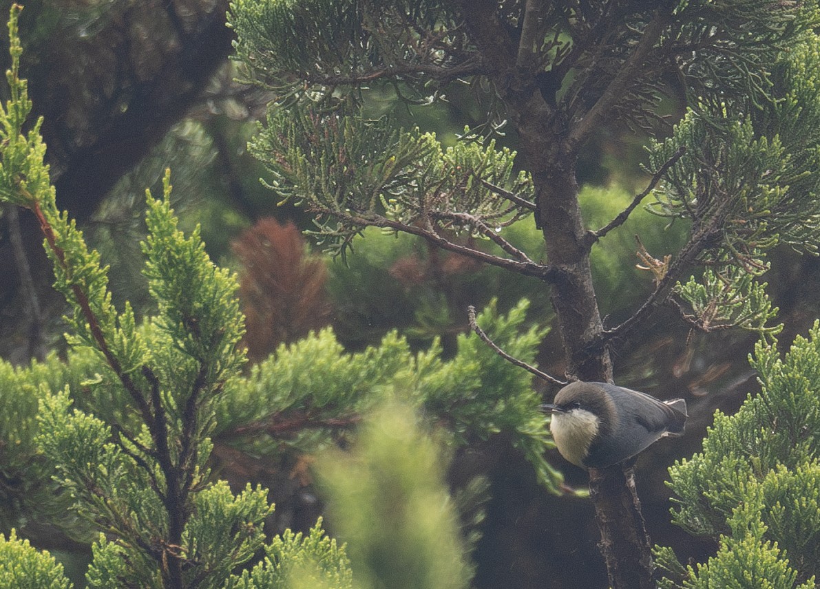 Pygmy Nuthatch - ML646571888