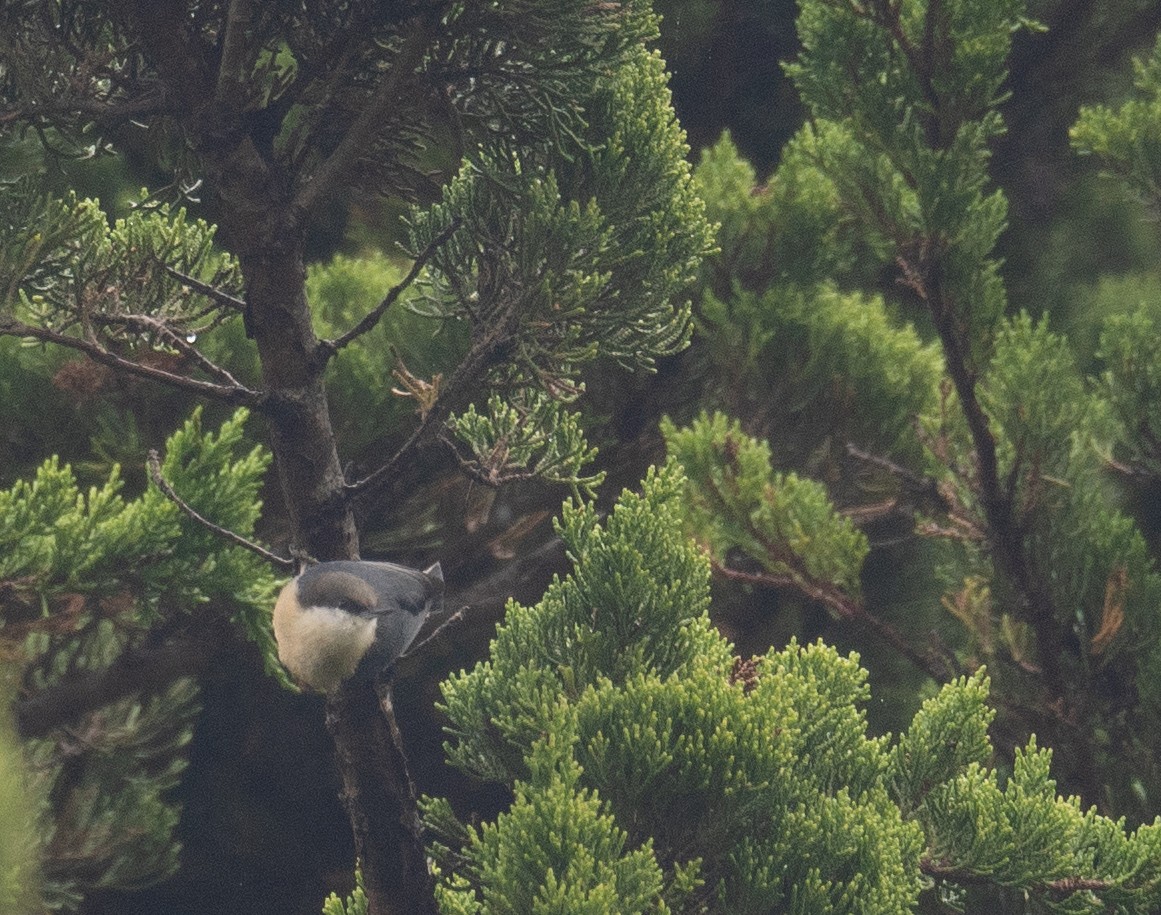 Pygmy Nuthatch - ML646571889