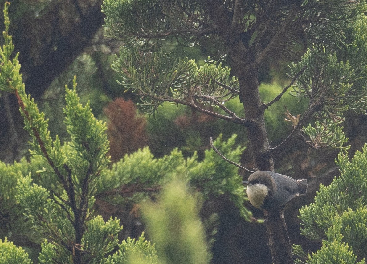 Pygmy Nuthatch - ML646571890