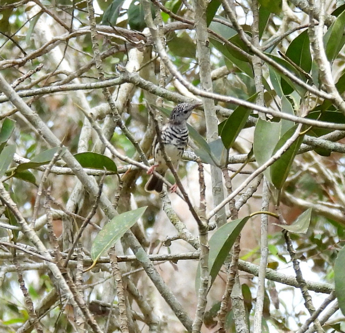 Çavuş Göğüslü Balkuşu - ML646571891