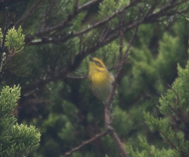 Townsend's Warbler - ML646571892