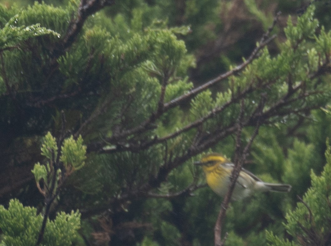 Townsend's Warbler - ML646571893