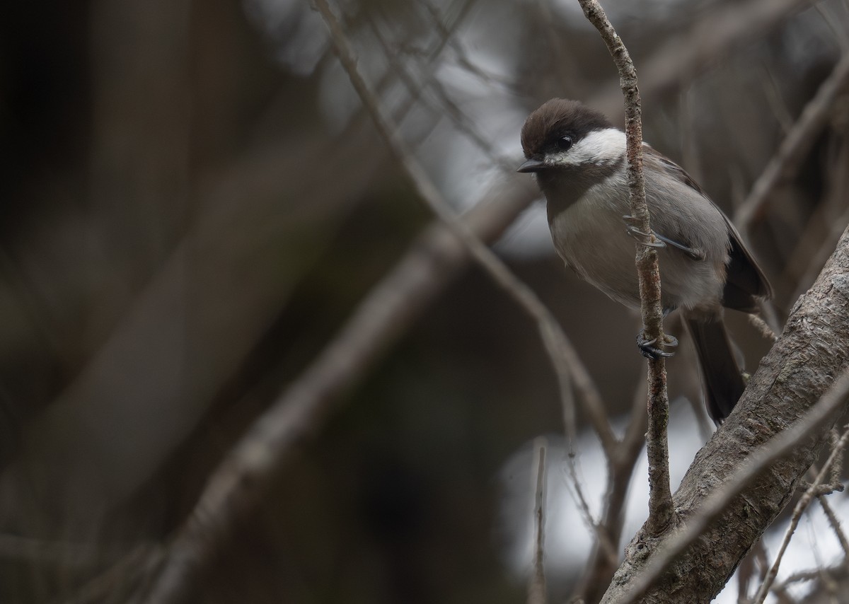 Chestnut-backed Chickadee - ML646571895