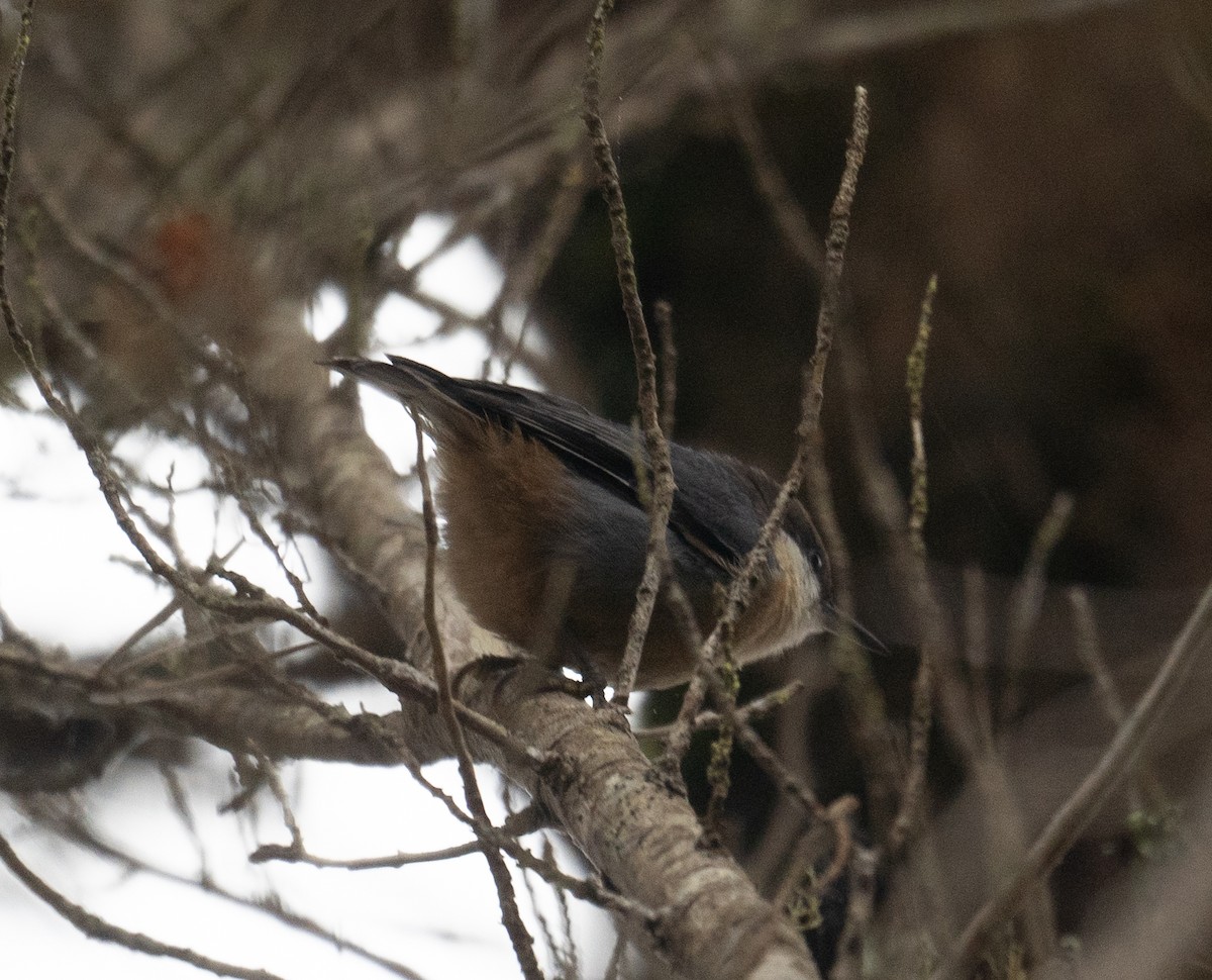 Pygmy Nuthatch - ML646571896
