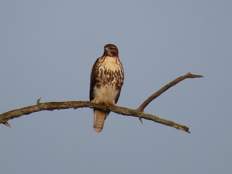 Zapelatz buztangorria - ML646571898