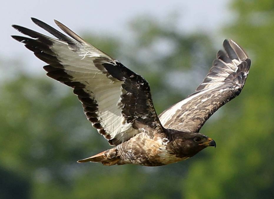Jackal Buzzard - ML646571899